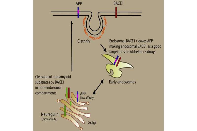 Researchers work to block harmful behavior of key Alzheimer's enzyme 