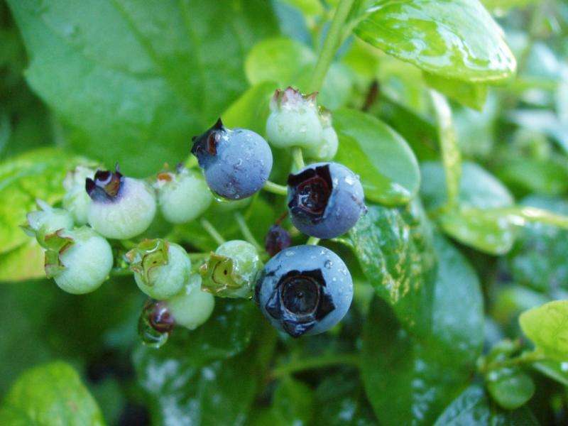 Blueberries, the well-known 'super fruit,' could help fight Alzheimer's 