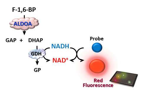 Assay to ID anticancer reagents targeting fructose-1,6-bisphosphate aldolase