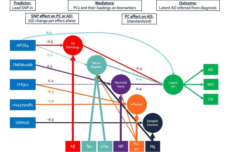 New Alzheimer's disease pathways identified 