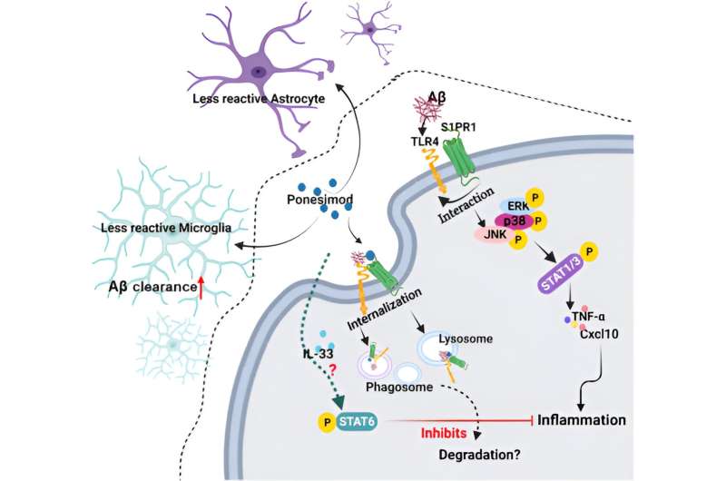 Researchers show multiple sclerosis drug can be used as Alzheimer's therapy 