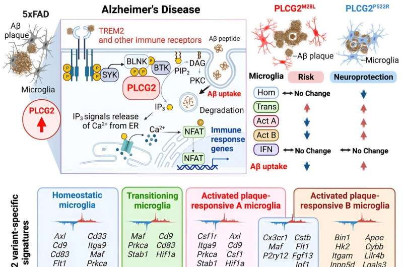 Researchers identify new gene mutation that alters Alzheimer's disease risk 