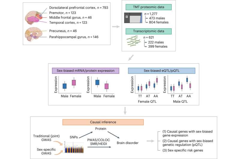 New study reveals how biological sex influences brain proteins and disease risk