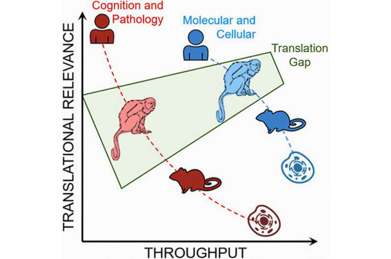 Reimagining preclinical trials: Marmosets as model systems for the study of Alzheimer's disease 