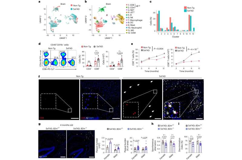 Specialized T cells in the brain slow progression of Alzheimer's disease