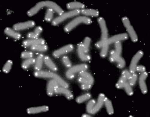 telomeres