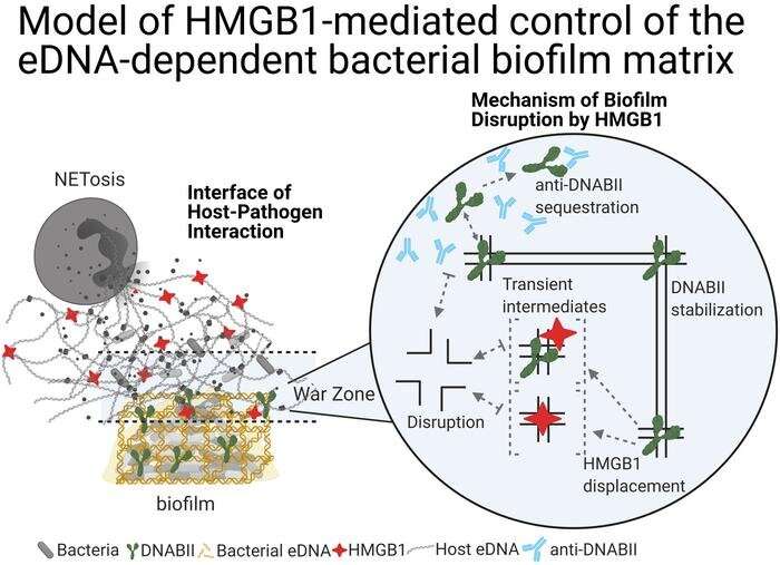 When dismantling bacterial biofilms, the first line of defense comes from within