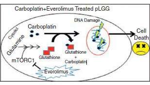 New drug combination shows promise for common pediatric brain tumor