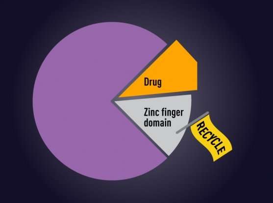 Thalidomide reveals path for targeting undruggable transcription factors for cancer treatment