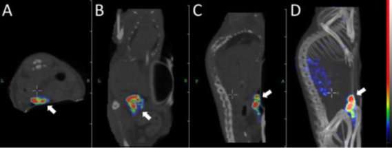 Novel pretargeted radionuclide therapy for HER2-expressing cancers shows promise