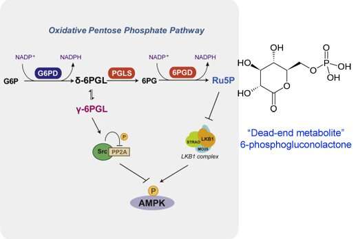 Cancer cells can re-use apparent 'dead end metabolites'