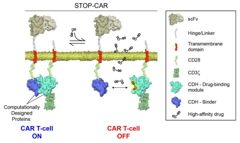 Designing an emergency stop switch for immunotherapies