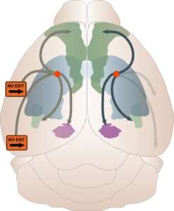 'Roadmaps' of the brain reveal regions vulnerable to Alzheimer's disease