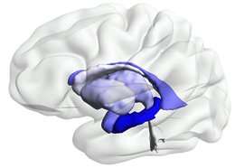 Asymmetrical neuron loss in Alzheimer's 