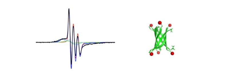 How an Alzheimer's-related protein forms plaques