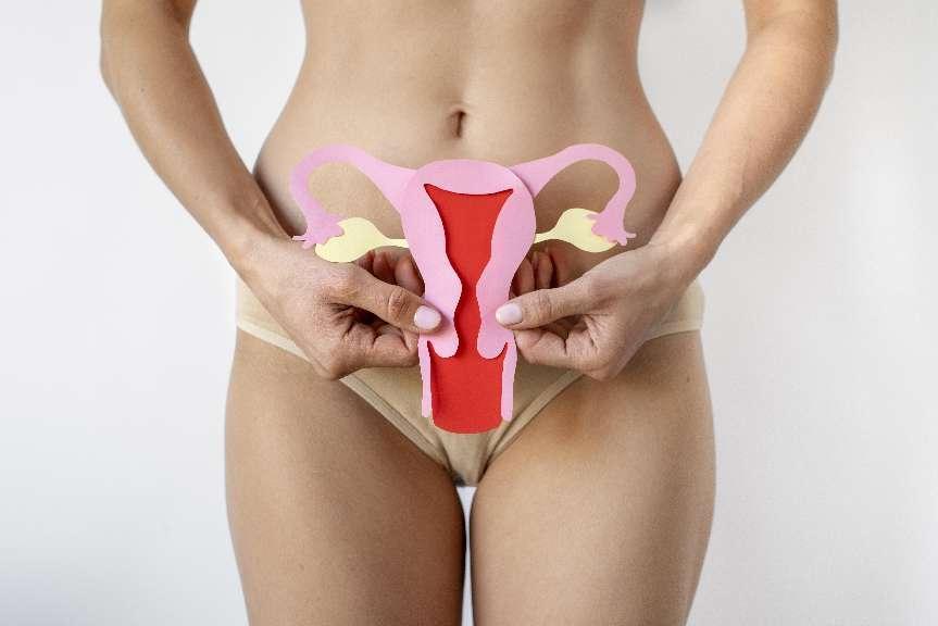 paper-ovary-held-by-woman-near-her-reproductive-system