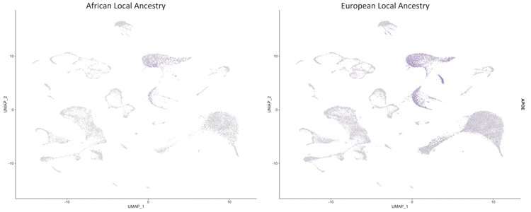 Genetics study finds ancestral background can affect Alzheimer's disease risk