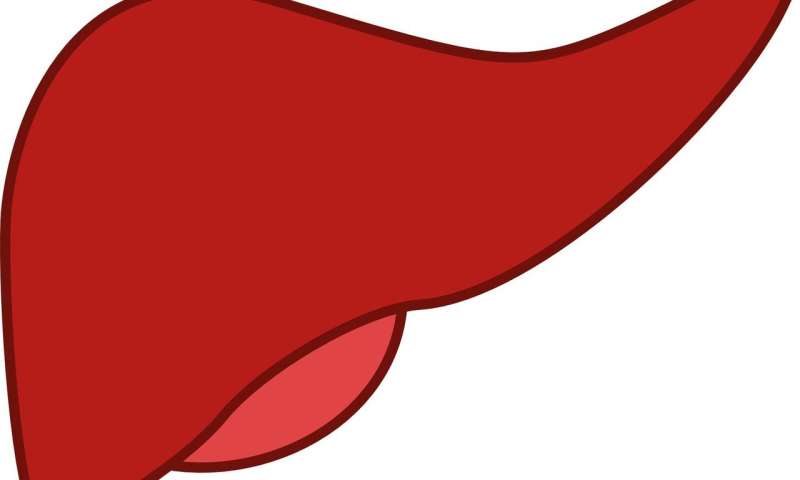 liver