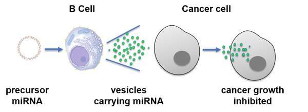 New cancer immunotherapy approach turns human cells into tiny anti-tumor drug factories