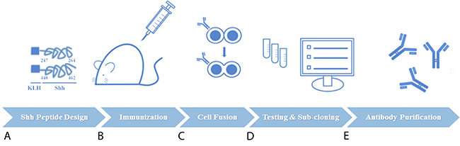 Preclinical characterization of therapeutic antibodies