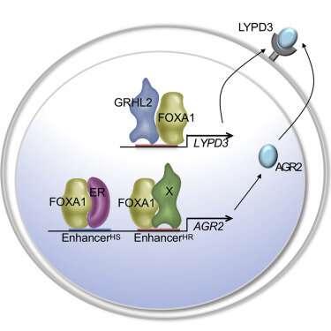 New approach to shutting down breast cancer recurrence shows promise in mice