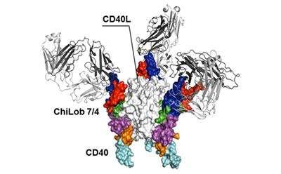 Scientists discover sweet spot of activity in immune system key to fighting cancer