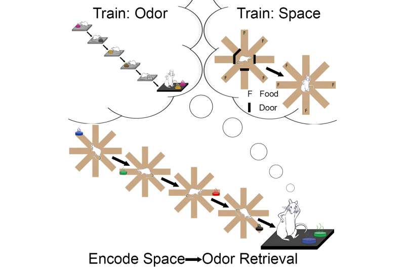 Neuroscientists find that animals replay incidentally encoded episodic memories