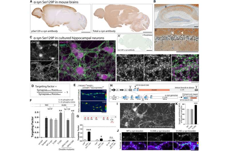 Localization of α-syn Ser129P and effects of phosphorylation on synaptic targeting. Credit: Neuron (2023). DOI: 10.1016/j.neuron.2023.11.020