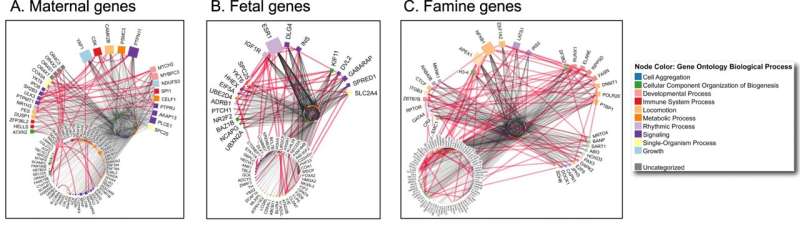 How the brain develops in unborn babies