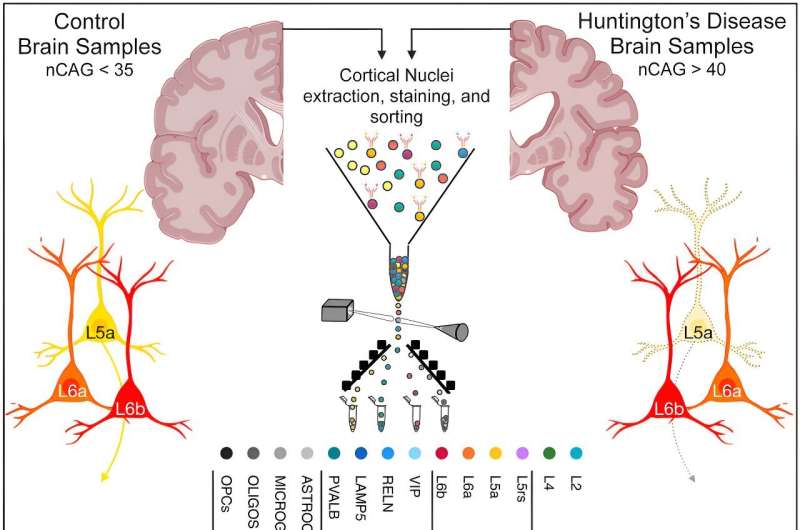 New technique for revealing genetic repeats yields surprising insights into Huntington's disease