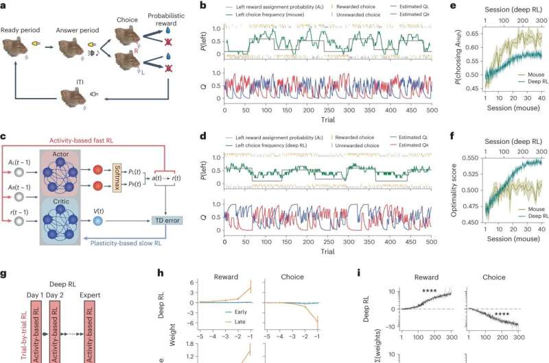 Meta-learning of RL. Credit: Nature Neuroscience (2023). DOI: 10.1038/s41593-023-01485-3