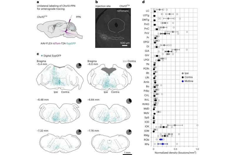 Nerve cells in the brain can halt all movement in the body—even breathing