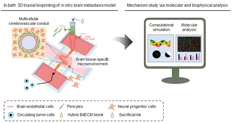 Creation of an in vitro cerebrovascular model using 3D bioprinting technology. Credit: POSTECH