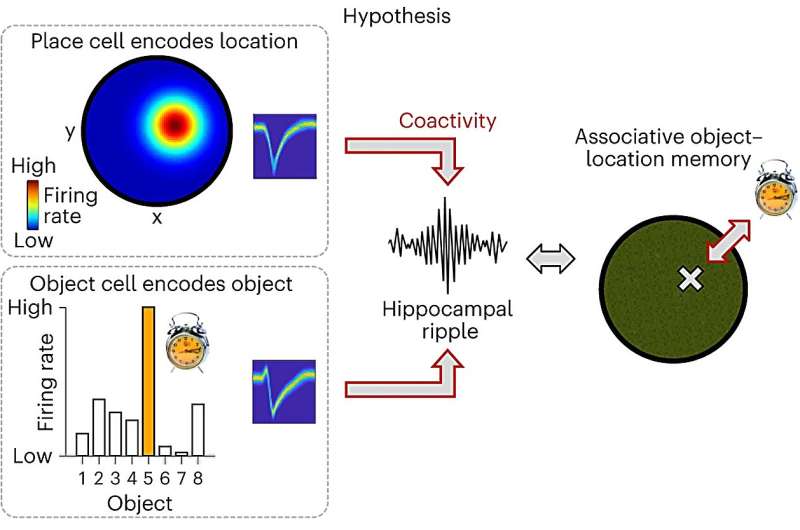 Neuroscientists discover interactions between brain waves and nerve cells during human memory processes