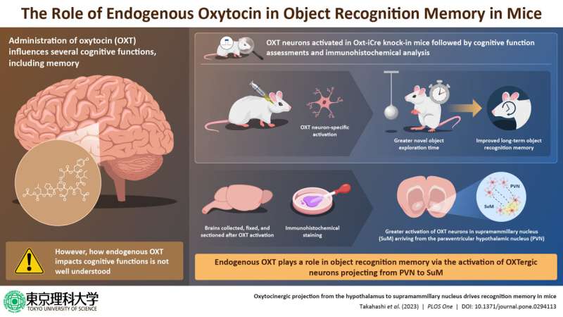 Oxytocin: The love hormone that holds the key to better memory