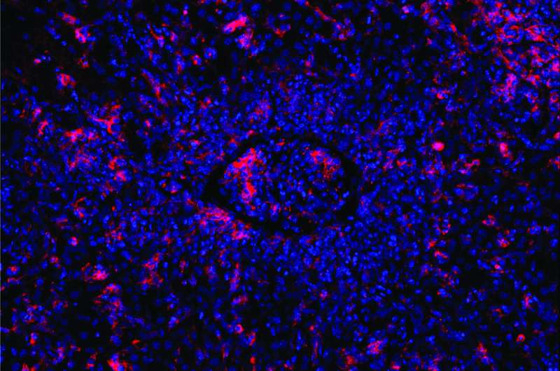 Gene editing precisely repairs immune cells