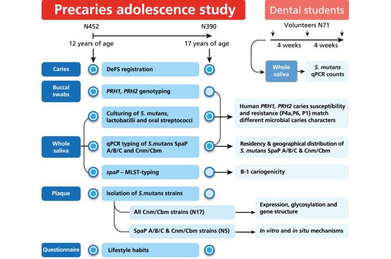 Study shows tendency for infection and bacterial flora explain caries