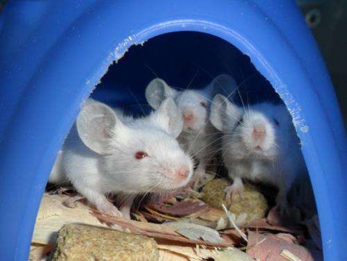 Brain mechanism teaches mice to avoid bullies: Findings may offer insight into human social disorders