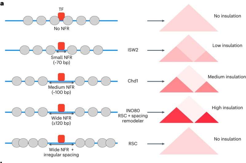 The roles of genes and 3D genome folds in determining health