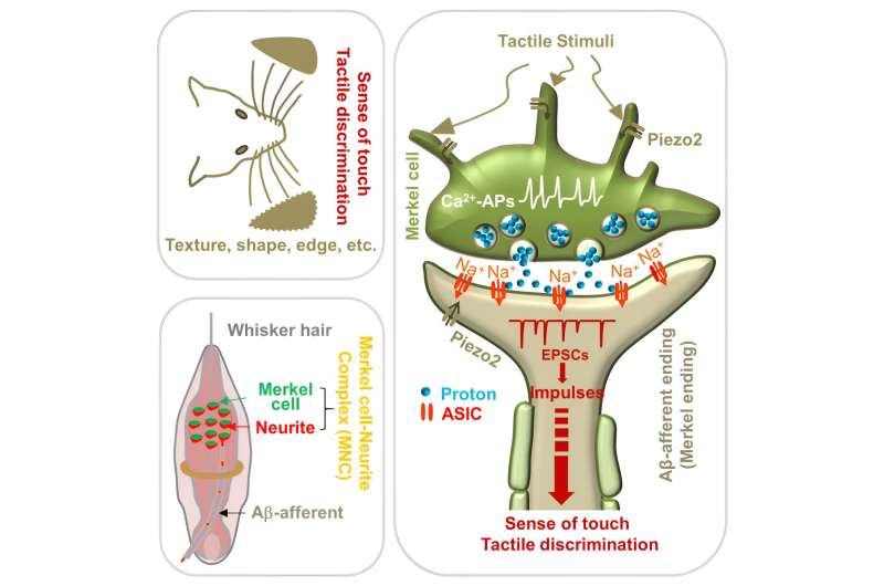 Credit: Neuron (2024). DOI: 10.1016/j.neuron.2024.01.018