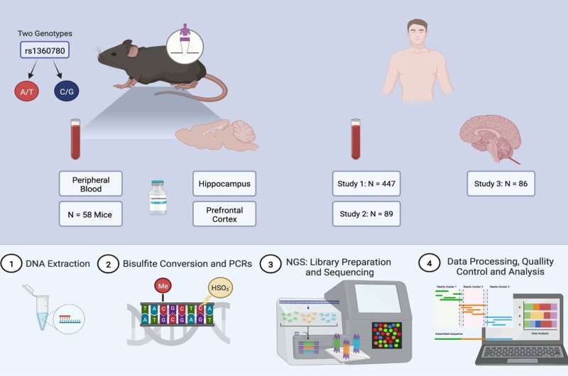 Insights into epigenetics: The humanized FKBP5 mouse as a model organism