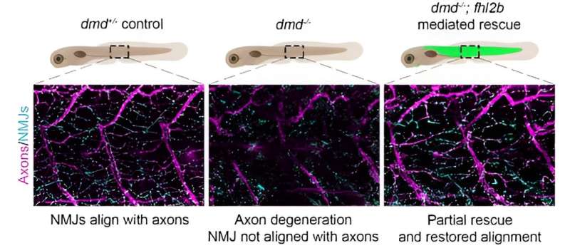 Zebrafish's eye muscles give hope for people with muscular dystrophy diseases