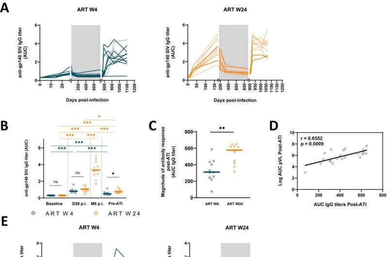 The anti-SIV antibody levels after treatment interruption are associated with the magnitude of antigen stimulation. Kinetics of plasma anti-gp140 SIV IgG (A) and IgA (E) in W4-treated and W24-treated CyMs. Comparison of anti-gp140 SIV IgG (B) and IgA (F) levels between W4- and W24-treated CyMs at baseline, on day 28 p.i.; at 6 months p.i. for the W24-treated group, and prior to ART interruption. C The magnitude of humoral response post-ATI is indicated by the cumulative plasma anti-gp140 SIV IgG (C) and IgA (G) measurements (area under the curve—AUC until 6 months post-ATI). Spearman correlation between pVL AUC post-ATI and anti-gp140 SIV IgG (D) and IgA (H) AUC post-ATI. Credit: Nature Communications (2024). DOI: 10.1038/s41467-023-44389-3