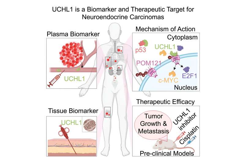 Credit: Cell Reports Medicine (2024). DOI: 10.1016/j.xcrm.2023.101381