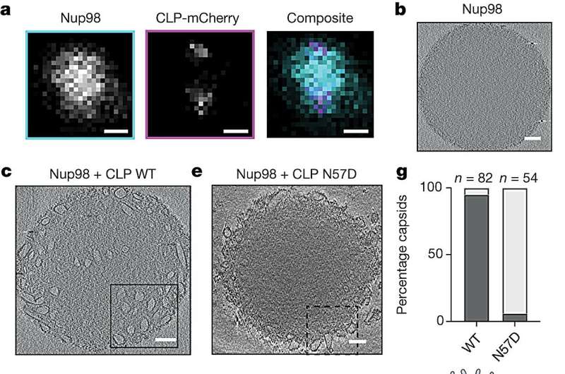 Intact HIV-1 CLPs penetrate Nup98 condensates via FG-binding pocket. Credit: Nature (2024). DOI: 10.1038/s41586-023-06969-7