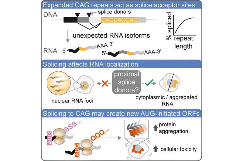 Protein production glitches in Huntington's disease revealed