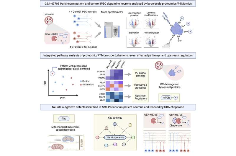 Graphical Abstract. Credit: Cell Reports (2023). DOI: 10.1016/j.celrep.2023.112180