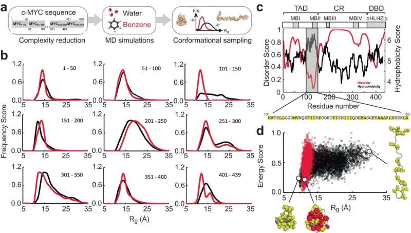 a Overview of the MD strategy employed to identify regions that exhibit probe-induced conformational changes. b Normalized frequency distribution of Rg computed from the ensemble of structures generated from explicit solvent MD simulations in water (black) and water + benzene (red) for all nine c-MYC derived peptides as indicated. c Disorder (VSL2 algorithm) and hydrophobicity (Miyazawa hydrophobicity scale) profile of c-MYC. The modular architecture (TAD: Transactivation Domain, CR: Central Region, DBD: DNA Binding Domain) of c-MYC, MYC Boxes I–IV (MBI – IV) and the bHLHZip domain is shown at the top. The hydrophobic residues between positions 101 and 150 are highlighted in yellow background. d Rg-E (energy normalized in the scale from 0 to 1) distribution plots of coreMYC in water (black) and water + benzene (red) solvents. Representative models of the compact and extended states of coreMYC from the ensemble of MD generated structures are indicated. The hydrophobic residues and the benzene probes are shown as yellow and red spheres, respectively. Credit: Nature Communications (2024). DOI: 10.1038/s41467-024-45826-7