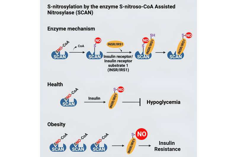 New cause of diabetes discovered, offering potential target for new classes of drugs to treat the disease