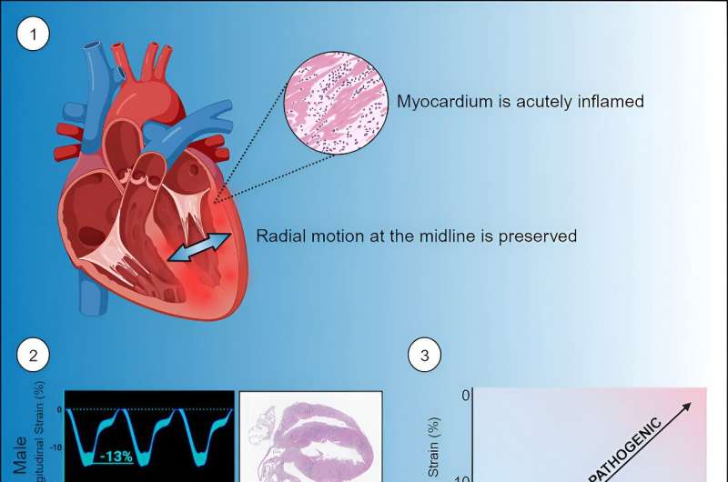 Credit: iScience (2023). DOI: 10.1016/j.isci.2023.108493